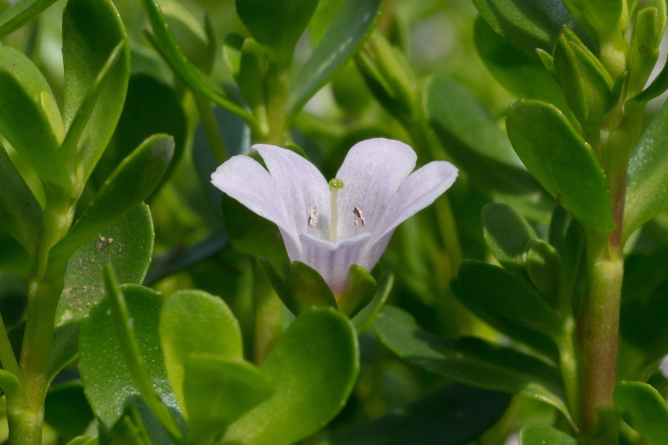 Brahmi (Bacopa monnieri) for stress-induced cognitive dysfunction: ayurvedic perspectives and contemporary understanding
